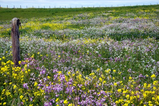 72Rough and Pretty Fence 2