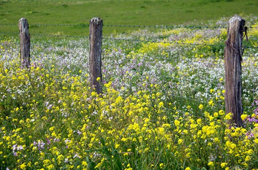 72Rough and Pretty Fence 3