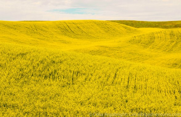 Palouse-8