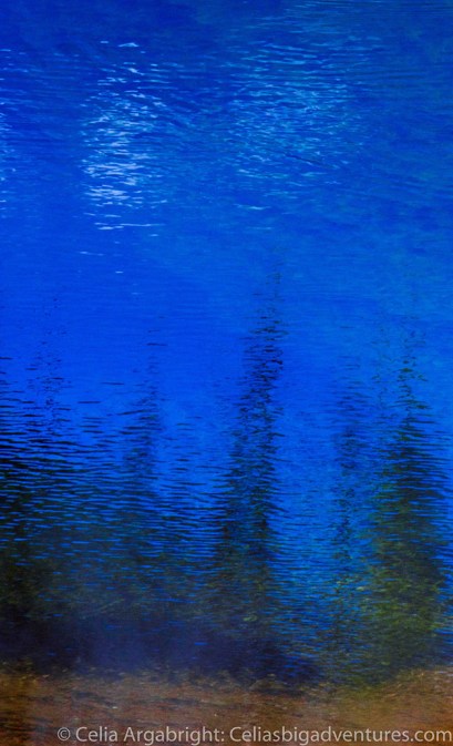 tree-reflection1blog