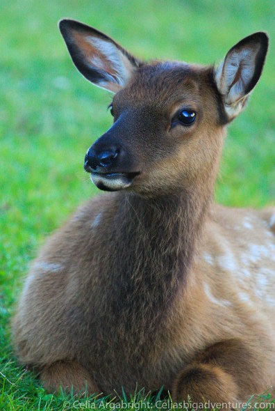 yellowstone-animals-blog