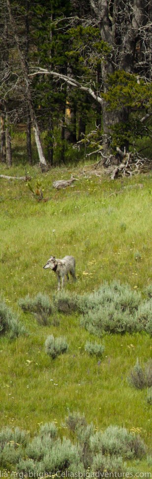 yellowstone-wolf