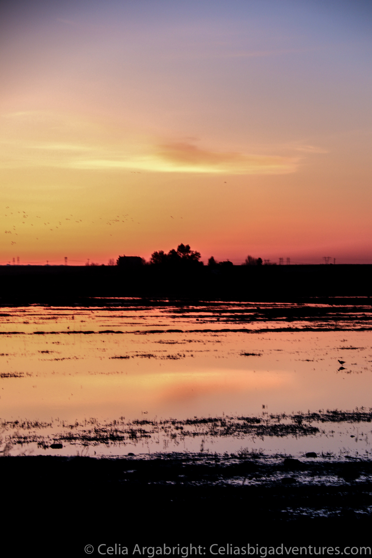 Delta Dawn My Travel Treasure